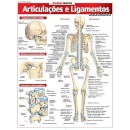 Articulações E Ligamentos: Avançado