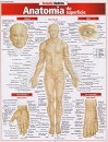 Anatomia De Superfície