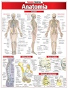 Anatomia