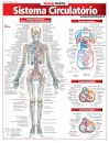 Sistema Circulatório: Avançado