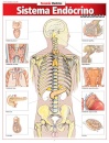 Sistema Endócrino Avançado