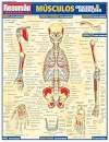 Músculos: Origens E Inserções