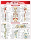 Anatomia Profunda E Posterior