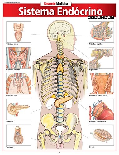 Sistema Endócrino Avançado