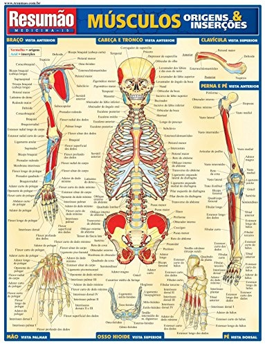 Músculos: Origens E Inserções