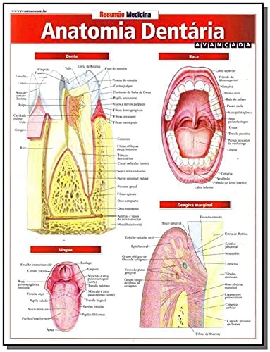 Anatomia Dentária: Avançada