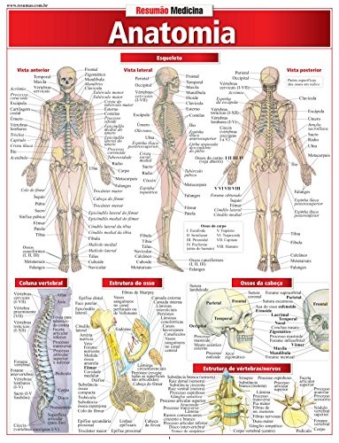 Anatomia